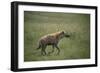 Brown Hyena Running in Grass-DLILLC-Framed Photographic Print