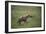 Brown Hyena Running in Grass-DLILLC-Framed Photographic Print