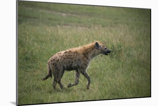 Brown Hyena Running in Grass-DLILLC-Mounted Photographic Print