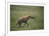 Brown Hyena Running in Grass-DLILLC-Framed Photographic Print