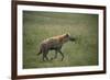 Brown Hyena Running in Grass-DLILLC-Framed Photographic Print