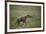 Brown Hyena Running in Grass-DLILLC-Framed Photographic Print