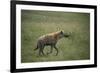 Brown Hyena Running in Grass-DLILLC-Framed Photographic Print