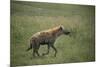 Brown Hyena Running in Grass-DLILLC-Mounted Photographic Print