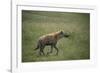 Brown Hyena Running in Grass-DLILLC-Framed Photographic Print