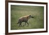 Brown Hyena Running in Grass-DLILLC-Framed Photographic Print