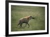 Brown Hyena Running in Grass-DLILLC-Framed Photographic Print