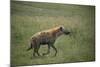 Brown Hyena Running in Grass-DLILLC-Mounted Photographic Print