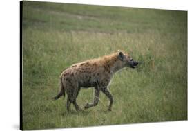 Brown Hyena Running in Grass-DLILLC-Stretched Canvas