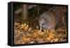 Brown Kiwi Adult One Poking in the Ground-null-Framed Stretched Canvas
