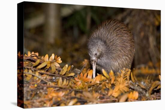 Brown Kiwi Adult One Poking in the Ground-null-Stretched Canvas