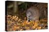 Brown Kiwi Adult One Poking in the Ground-null-Stretched Canvas