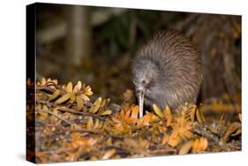 Brown Kiwi Adult One Poking in the Ground-null-Stretched Canvas