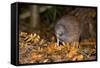 Brown Kiwi Adult One Poking in the Ground-null-Framed Stretched Canvas