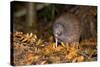 Brown Kiwi Adult One Poking in the Ground-null-Stretched Canvas