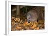 Brown Kiwi Adult One Poking in the Ground-null-Framed Photographic Print