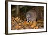 Brown Kiwi Adult One Poking in the Ground-null-Framed Photographic Print