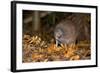 Brown Kiwi Adult One Poking in the Ground-null-Framed Photographic Print