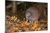 Brown Kiwi Adult One Poking in the Ground-null-Mounted Photographic Print