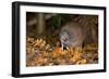 Brown Kiwi Adult One Poking in the Ground-null-Framed Photographic Print