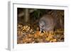 Brown Kiwi Adult One Poking in the Ground-null-Framed Photographic Print