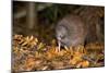 Brown Kiwi Adult One Poking in the Ground-null-Mounted Photographic Print