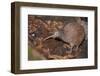 Brown kiwi in nocturnal kiwi house, Orana Wildlife Park, NZ-Tui De Roy-Framed Photographic Print