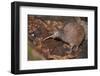 Brown kiwi in nocturnal kiwi house, Orana Wildlife Park, NZ-Tui De Roy-Framed Photographic Print