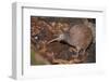 Brown kiwi in nocturnal kiwi house, Orana Wildlife Park, NZ-Tui De Roy-Framed Photographic Print