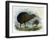 Brown Kiwi-null-Framed Art Print