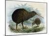 Brown Kiwi-null-Mounted Art Print