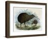 Brown Kiwi-null-Framed Art Print