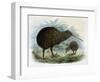 Brown Kiwi-null-Framed Art Print