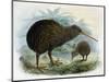 Brown Kiwi-null-Mounted Art Print