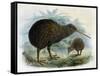 Brown Kiwi-null-Framed Stretched Canvas