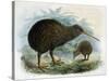 Brown Kiwi-null-Stretched Canvas