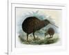 Brown Kiwi-null-Framed Art Print