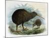 Brown Kiwi-null-Mounted Art Print