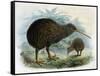 Brown Kiwi-null-Framed Stretched Canvas