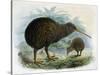 Brown Kiwi-null-Stretched Canvas