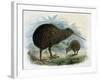 Brown Kiwi-null-Framed Art Print