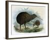 Brown Kiwi-null-Framed Art Print