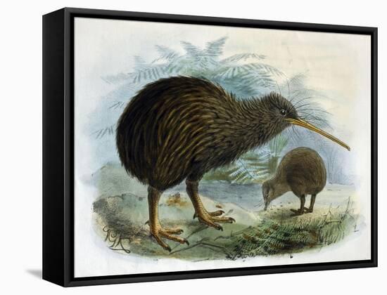 Brown Kiwi-null-Framed Stretched Canvas