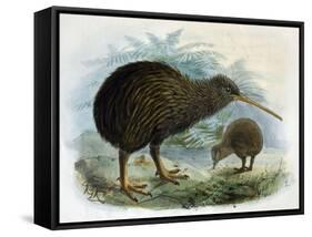 Brown Kiwi-null-Framed Stretched Canvas