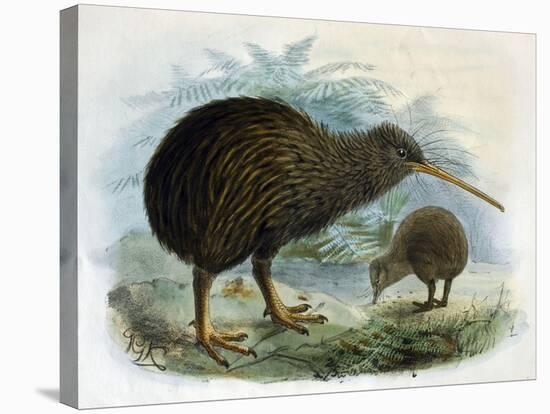 Brown Kiwi-null-Stretched Canvas