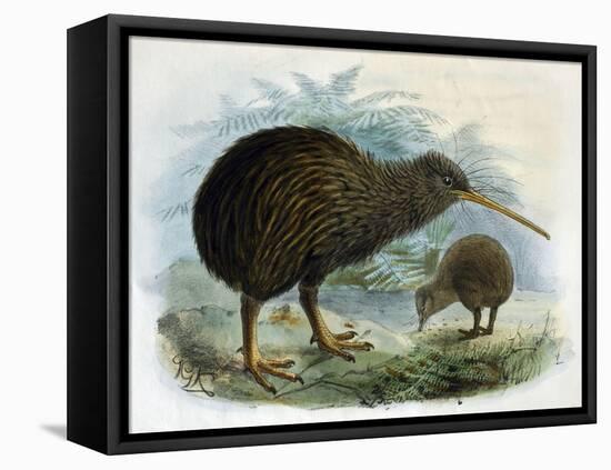 Brown Kiwi-null-Framed Stretched Canvas