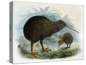 Brown Kiwi-null-Stretched Canvas