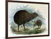 Brown Kiwi-null-Framed Art Print