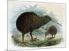 Brown Kiwi-null-Mounted Art Print