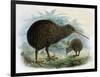 Brown Kiwi-null-Framed Art Print